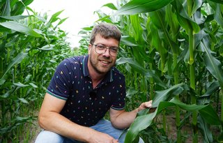 Dekalb staat voor stabiele maisrassen met bovengemiddelde opbrengsten