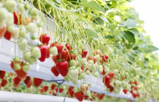 Bayer introduceert nieuw aardbeienras Baya Solara