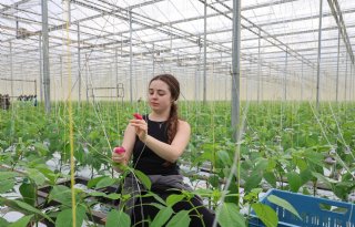 Paprikabedrijf VD Holland: 'Tevreden medewerkers zijn onze beste ambassadeurs'