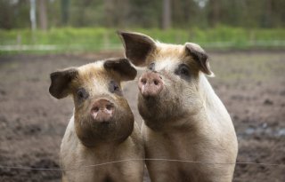 Opnieuw 250.000 euro beschikbaar voor dierenwelzijn