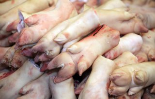 Afrikaanse varkenspest zorgt voor direct schokeffect, maar duur bepaalt impact