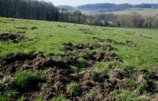 Afrikaanse varkenspest raakt iedere gebruiker van grond