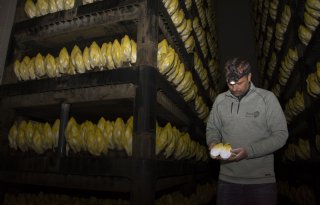 Witlofteler houdt hoop op betere prijzen en stimuleert consumptie