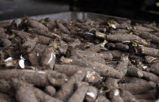 Hoge kosten nekken Frysk-Witlof, doorstart onzeker