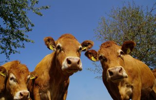 Frankrijk heft beperkingszone vanwege LSD in oosten op