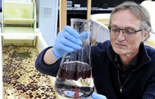 Zeewier biedt oudere kassen nieuwe kansen