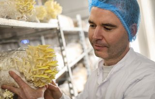 Koolen Champignons: 'Niet alle teelten kunnen uit, maar we zoeken breed aanbod'