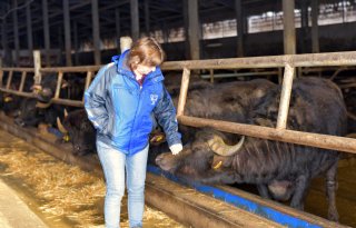 Buffels liggen in Wijk en Aalburg aan de basis van verbreding