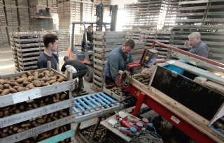 Aardappelteler stuurt met voorkiemen aan op eind februari poten