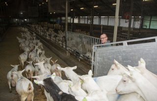 Nieuwe start op geitenbedrijf met verse veestapel