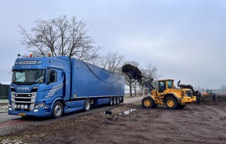 Zandarme Brabantse valeriaan rustig op pad naar Overijssel