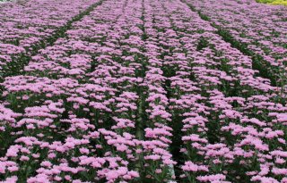 NVWA noemt naleving middelengebruik in snijbloemen zorgwekkend