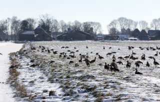Teler roept collega's op om in actie te komen tegen ganzenoverlast