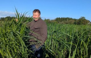 'Het succes van miscanthus wordt lang voor het planten beslist'