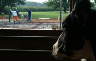 Noord-Brabant verruimt mogelijkheden voor stoppende veehouders