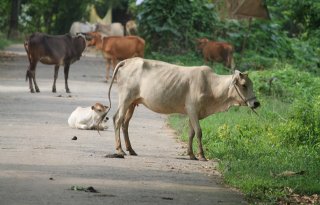 Klimaatverandering halveert aantal graasgebieden wereldwijd in 2100
