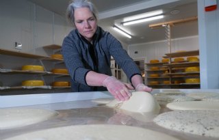 Kaas draaien en pekelen dagelijkse kost bij Zunakaas