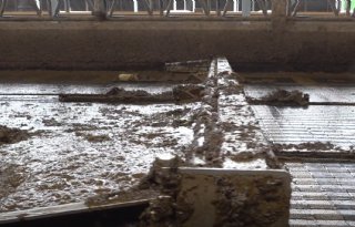 Blue Label vraagt proefstalstatus emissiearme vloer aan voor melkveehouderij