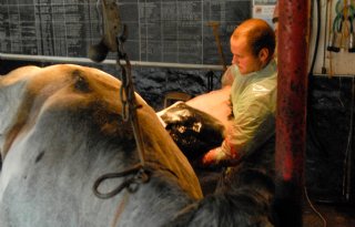 Vleesveesector toch in convenant dierwaardige veehouderij; extra eisen op komst