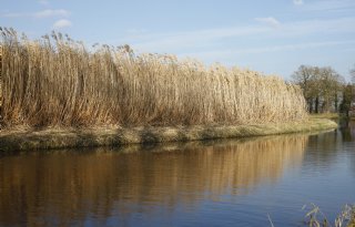 Hoogwaardige afzet kan miscanthus boost geven