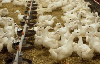 Einde eendenslachterij Tomassen Duck-To in Ermelo lijkt nabij