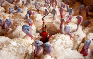 Eerste geval van Newcastle disease op kalkoenenbedrijf in Duitsland