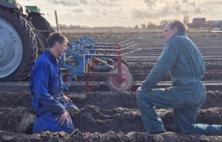 Kan ruggenteelt ziekten in hyacinten beperken?