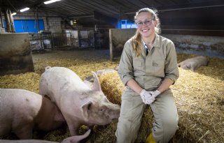Agridagen benadrukken belang van zeugen bekappen en openheid over PRRS