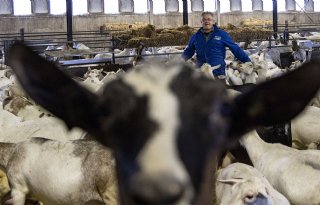 'Een gezonde geitenstapel vormt de basis van ons bedrijf'