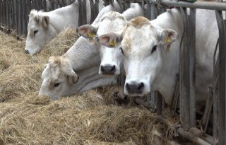 Vleesveesector geconfronteerd met extra eisen AMvB dierwaardige veehouderij