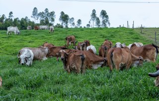 'Bij grazen telt iedere minuut dat koe vreet'
