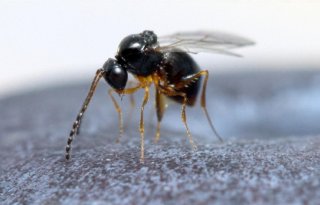 Bestrijding van hardnekkige uitheemse fruitplaag krijgt onverwachte meevaller