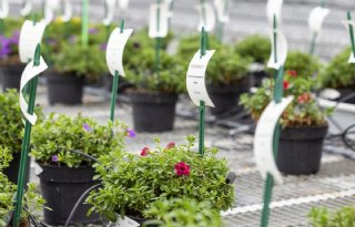 Derogatie voor import plantenstekken uit Kenia en Guatemala