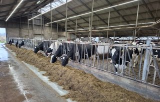 Internationale kennis helpt veehouder productie en rantsoen te optimaliseren