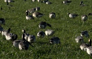 Grote ganzenpopulatie richt veel schade aan: 'Kom in het voorjaar in actie'