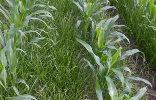 Drones helpen bij opsporing van knolcyperus