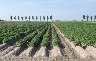 Virusdruk vraagt om bredere aanpak in pootaardappelen