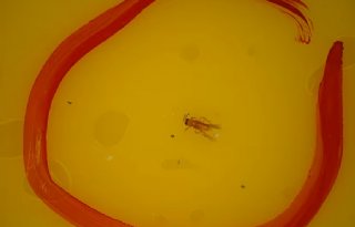 NVWA vindt trips met quarantainestatus op sierplanten