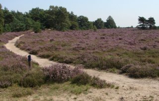 Overijssel start gebiedsproces Natura 2000-gebied De Borkeld