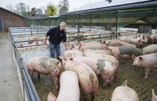 'Lange staarten gedijen goed met ruimte, stro en zorg'