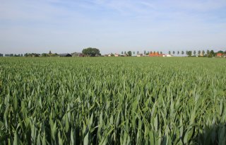 'T2-bespuiting in wintertarwe loont'