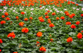 Kom in de Kas brengt glastuinbouw dichterbij