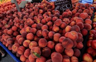 Het Europees Openbaar Ministerie wil Griekse politici aanklagen voor fraude met Europese landbouwsubsidies.