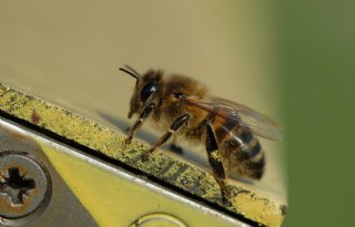 Geen nieuw licht op bijensterfte