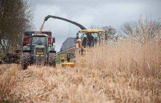Loonwerker oogst miscanthus tussen de buien door