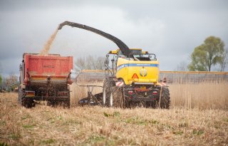 Demonstratie twee manieren van miscanthus hakselen