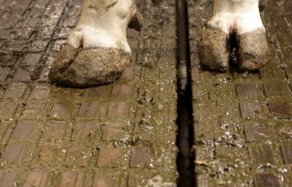 Ministerie I &amp; W faseert aantal emissiefactoren rundveestalvloeren uit