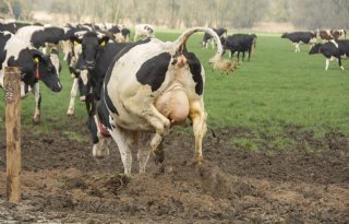 De koeiendans: uiting van vreugde of een signaal van gemis?