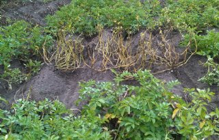 WUR start nieuwe veldproeven met ngt-aardappelen