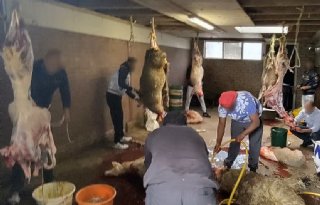 NVWA ontdekt illegale slachterij in boerderij